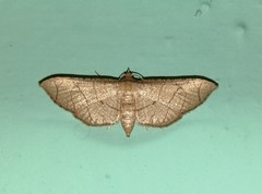 Hypolamprus ypsilon