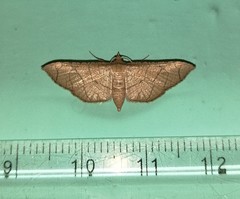 Hypolamprus ypsilon