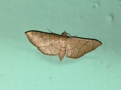 Hypolamprus ypsilon