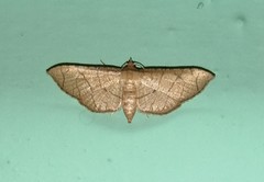 Hypolamprus ypsilon