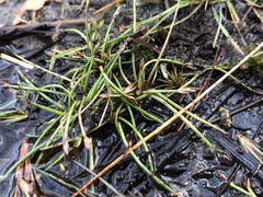 Eleocharis flavescens