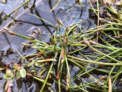 Eleocharis flavescens