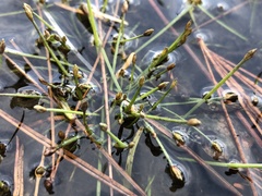Eleocharis flavescens
