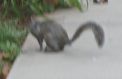 Sciurus carolinensis