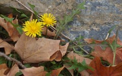 Taraxacum officinale