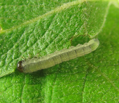 Euura longiserra