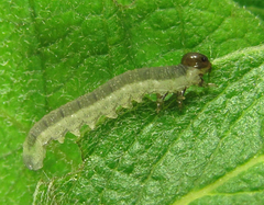 Euura longiserra