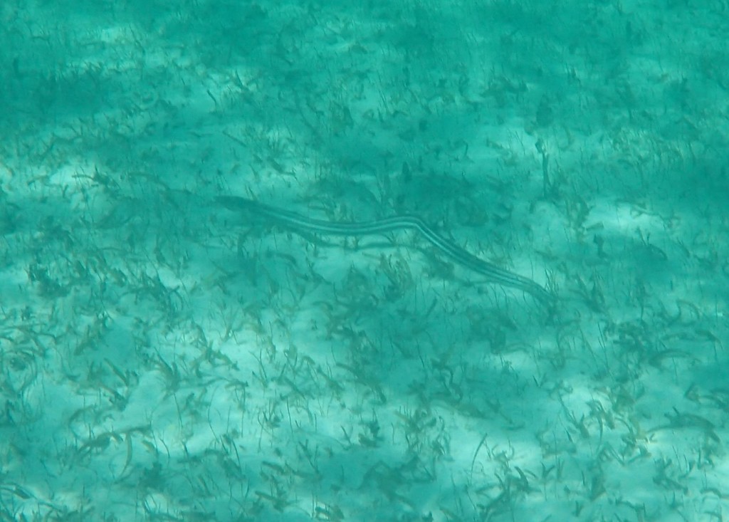 Stripe Eel