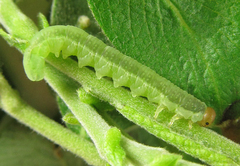Euura longiserra