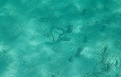 Stripe Eel photo 2