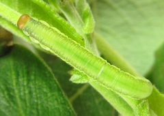 Euura longiserra