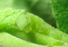 Euura longiserra