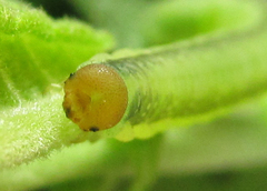 Euura longiserra