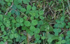 Trifolium repens