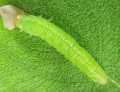 Euura longiserra