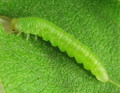 Euura longiserra