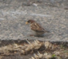 Passer domesticus