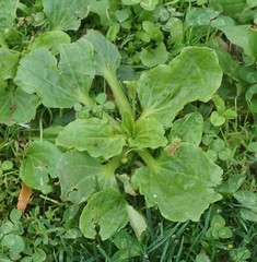 Plantago