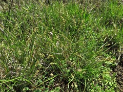 Carex shinnersii