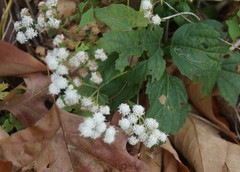 Ageratina altissima