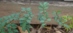 Rosa multiflora