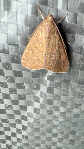 Okra Leafworm Moth photo 3