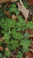 Artemisia vulgaris