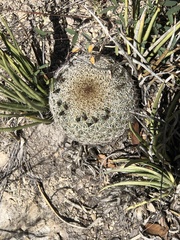 Coryphantha recurvata