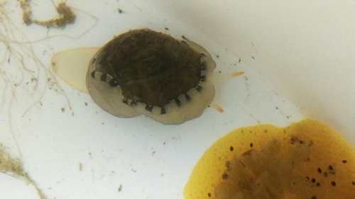 Limneria prolongata