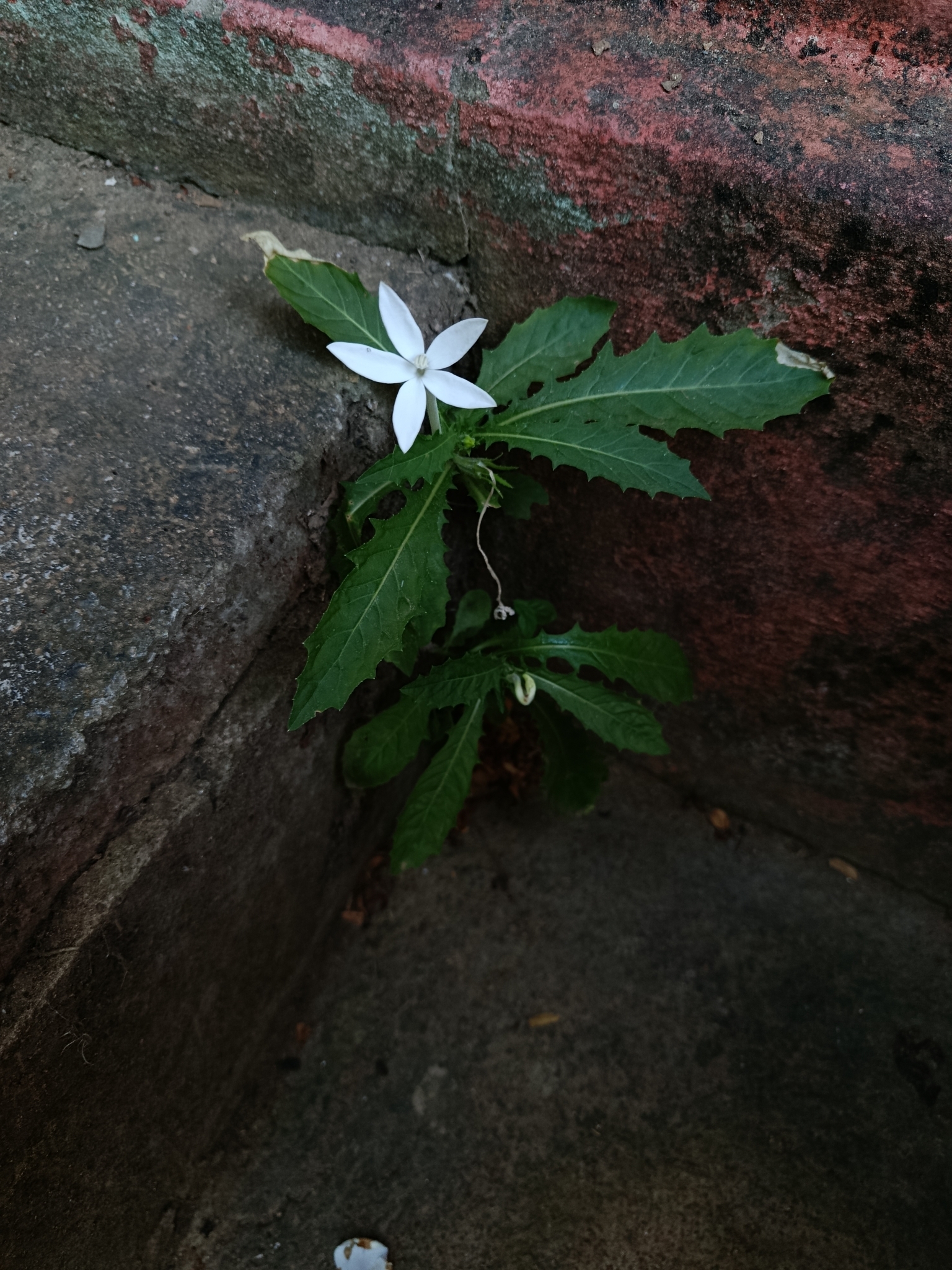 Hippobroma longiflora