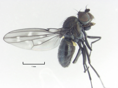 Scatella nitidithorax