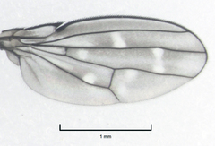Scatella nitidithorax