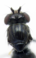 Scatella nitidithorax