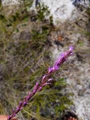 Liatris quadriflora