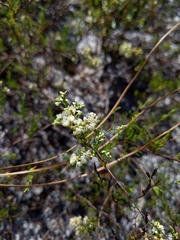 Polygonum dentoceras