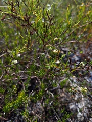 Polygonum dentoceras