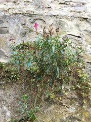 Antirrhinum majus