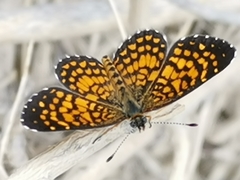 Texola elada ulrica