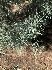 Cupressus guadalupensis