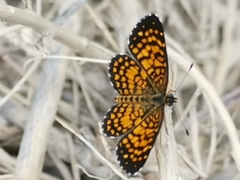 Texola elada ulrica