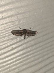 Holochroa dissociarius