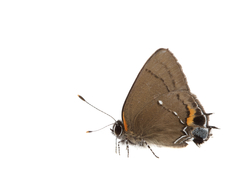 Electrostrymon angelia