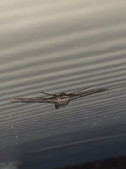 Holochroa dissociarius