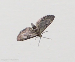 Eupithecia pusillata