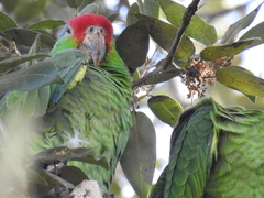 Amazona viridigenalis