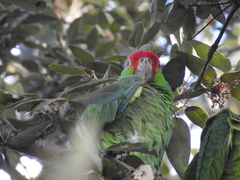Amazona viridigenalis