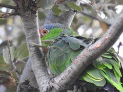 Amazona viridigenalis