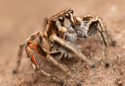 Habronattus clypeatus