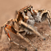 Habronattus clypeatus - Photo (c) Marshal Hedin, some rights reserved (CC BY-NC-SA)