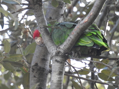 Amazona viridigenalis